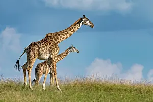 Giraffid: Giraffes (Giraffa camelopardalis), dam with young