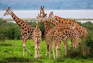 Nile: Giraffes (Giraffa camelopardalis rothschildi) ar