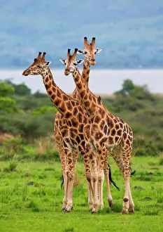 Nile: Giraffes (Giraffa camelopardalis rothschildi) ar