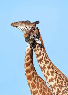 Rubbing: Two Giraffes (Giraffa camelopardalis) rubbing their