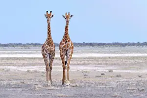 Giraffid: Two Giraffes (Giraffa camelopardalis) standing on