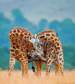 Bare: Two giraffes (Giraffa camelopardalis tippelskirc