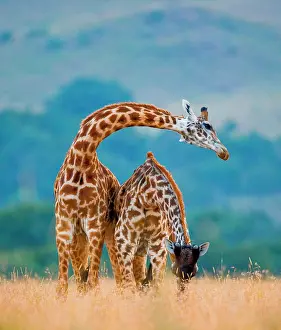 Bare: Two giraffes (Giraffa camelopardalis tippelskirc