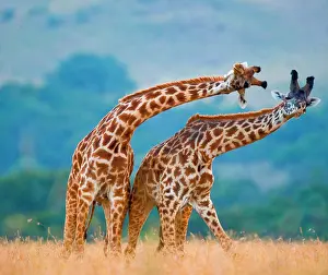 Bare: Two giraffes (Giraffa camelopardalis tippelskirc