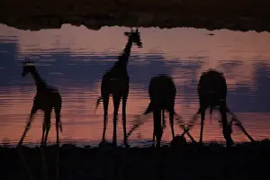 Giraffes: Giraffes like to drink together, normally while some drink s