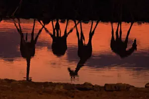 Giraffes: Giraffes like to drink together, normally while some drink s