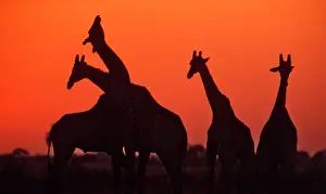 Necking: Giraffes - Necking at sunset
