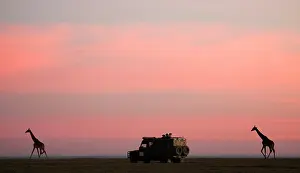 Rover: Giraffes - Watched by tourists in Land Rover -