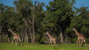 Camelopardis: Giraffes young