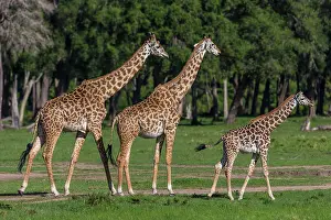 Camelopardis: Giraffes young with adults