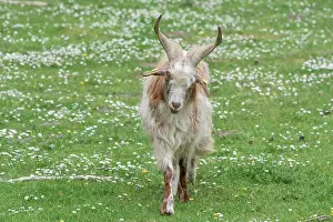 Goat: Girgentana Goat
