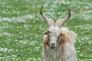 Goat: Girgentana Goat