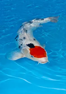 Carp: Girin tancho sanke koi carp in an turquoise water