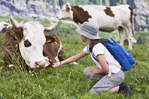 Ager: Girl and Abondance cows at rest in a pasture Alpes France