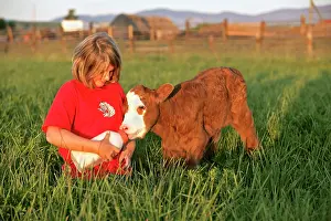 Angus: Girl bottle feeding few days old Angus Hereford