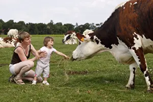 Giving: Girl giving grass to eat a cow Norman