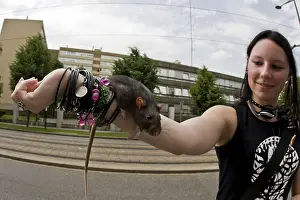 Rats: Girl Gothic showing its domestic rat