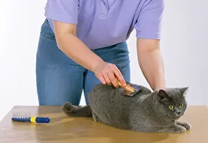 Brushes: Girl grooming CAT