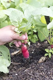 Harvesting: Girl harvesting radishes in an organic kitchen garden