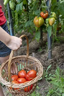 Harvesting: Girl harvesting tomatoes Coeur de boeuf in a basket