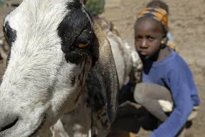 Piles: A girl during milking goats Tieblena Mali