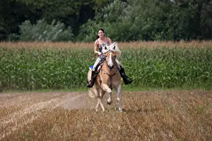 Avelignese: Girl riding a Haflinger / Avelignese horse
