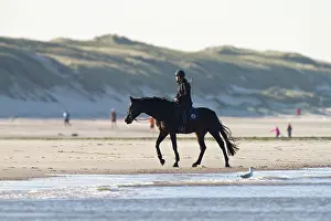 Hargen: Horse