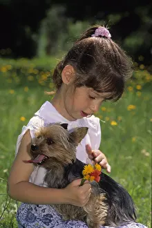 Stroking: Girl stroking a Yorkshire Terrier in the grass