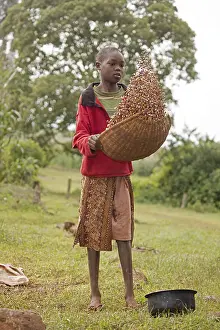 Beans: Girl winnowing beans, Kenya