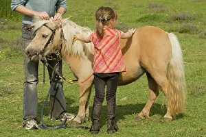 Minature: Girls grooming Shetland Pony