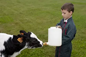Suck: Giving the child a bottle to a Holstein Calf