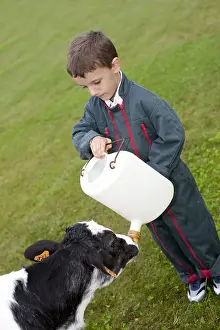 Giving: Giving the child a bottle to a Holstein Calf