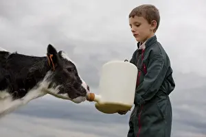 Giving: Giving the child a bottle to a Holstein Calf