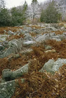 Rubble: Glacial Boulder Field