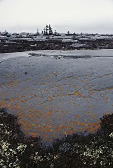 Glaciation: Glacially Polished Rock