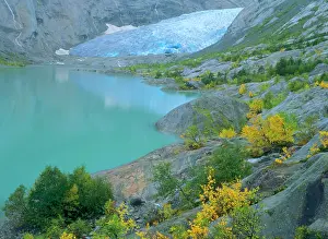 Birches: Glacier - blue ice and glacial lake of Nigardsbreen