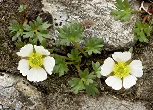 Crowfoots: Glacier crowfoot, in flower