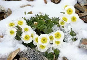 Crowfoot: Glacier Crowfoot - flowering through snow at high