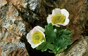 Chasm: Glacier CROWFOOT - plant in chasm