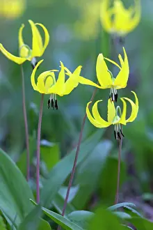Erythronium: Glacier Lily - flowers in summer Yellowstone National