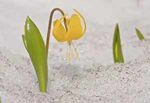 Erythronium: Glacier lily - pushing up through snow