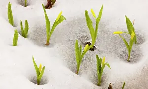 Erythronium: Glacier Lily / Yellow Avalanche lily - at the snow