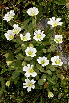 Cerastium: Glacier Mouse-ear