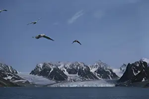 Glaucoides: Glaciers in Spitsbergen