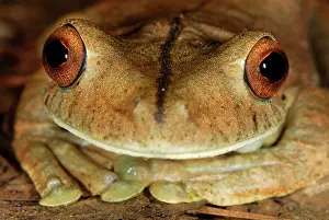 Gladiator: Gladiator Frog