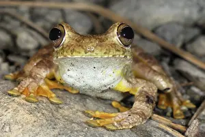 Gladiator: Gladiator Frog