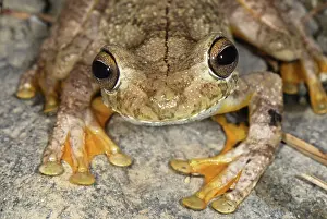 Gladiator: Gladiator Frog