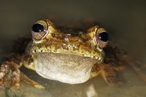 Gladiator: Gladiator Frog