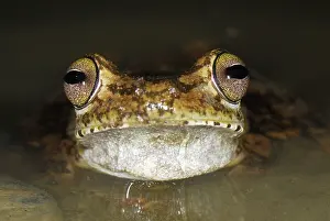 Gladiator: Gladiator Frog