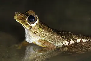 Gladiator: Gladiator Frog